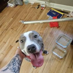 Reunited Female Dog last seen Salsbury, Independence, MO 64050
