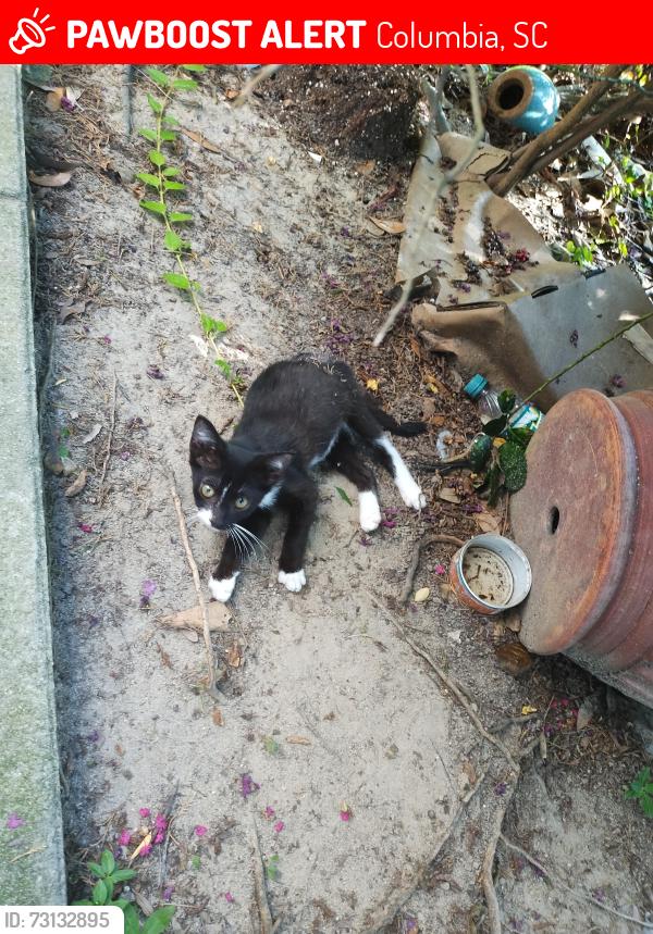 Lost Unknown Cat last seen Leesburg Rd, Columbia, SC 29209