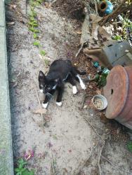 Lost Unknown Cat last seen Leesburg Rd, Columbia, SC 29209