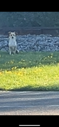 Found/Stray Unknown Dog last seen Utepils Brewery, Minneapolis, MN 55405