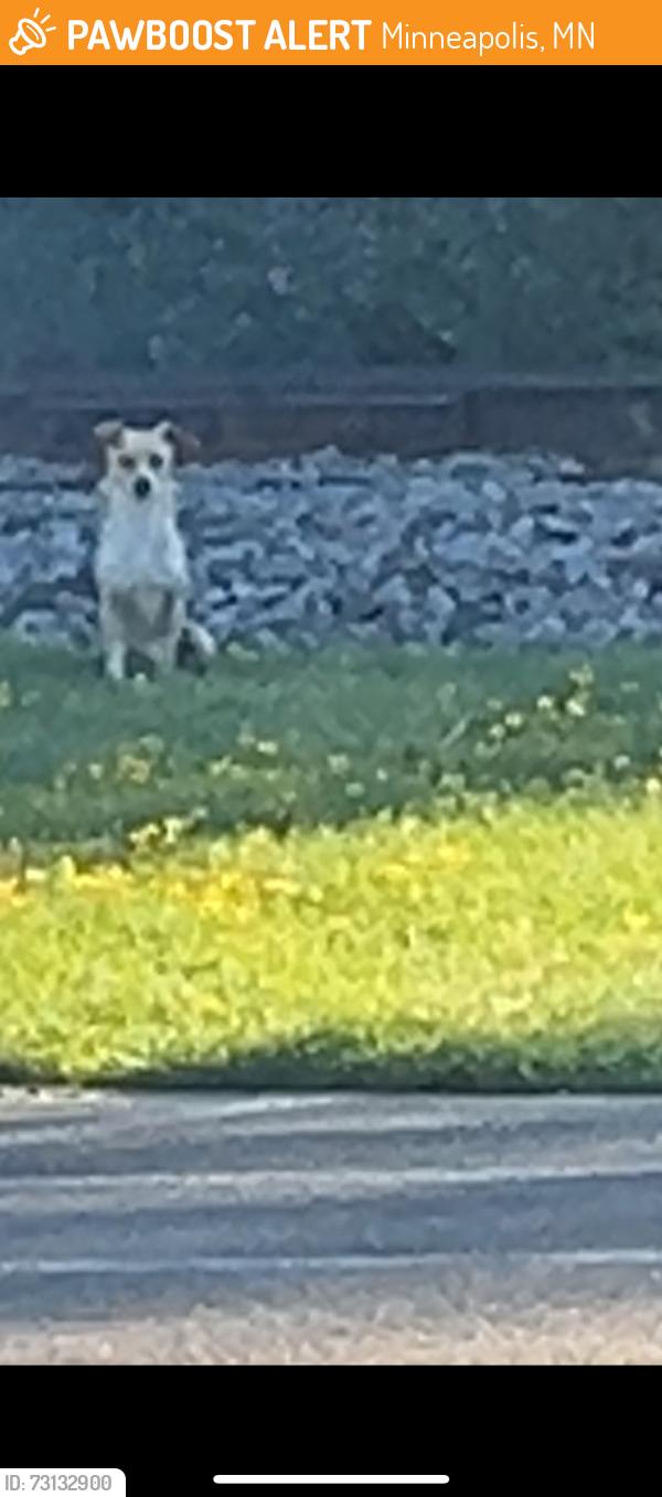 Found/Stray Unknown Dog last seen Utepils Brewery, Minneapolis, MN 55405