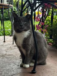 Lost Female Cat last seen 8th st sw, Massillon, OH 44647