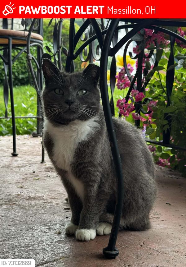 Lost Female Cat last seen 8th st sw, Massillon, OH 44647