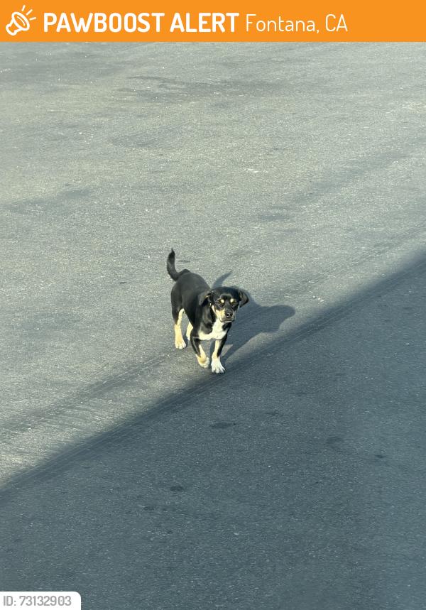 Found/Stray Male Dog last seen Ceres Ave & live oak, Fontana, CA 92335