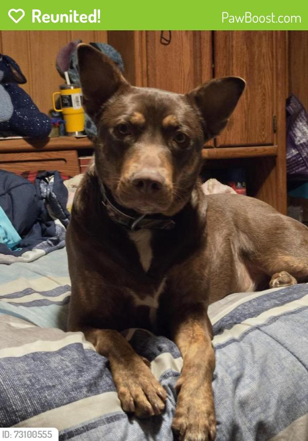 Reunited Male Dog last seen Fm 40, Acuff, TX 79364