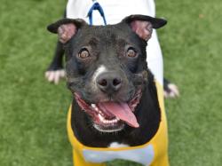 Shelter Stray Male Dog last seen Empire Blvd Street, BROOKLYN, NY, 11225, 326 E 110th St, New York, NY 10029, USA