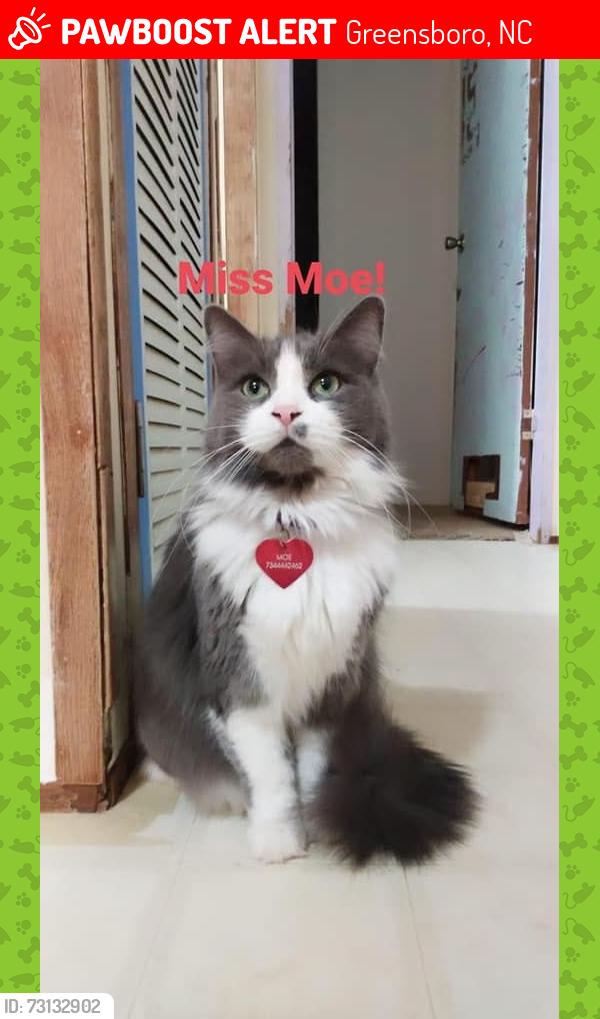 Lost Female Cat last seen Olympia drive, Greensboro, NC 27406