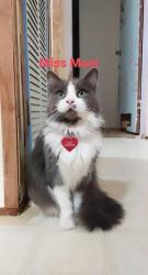 Lost Female Cat last seen Olympia drive, Greensboro, NC 27406