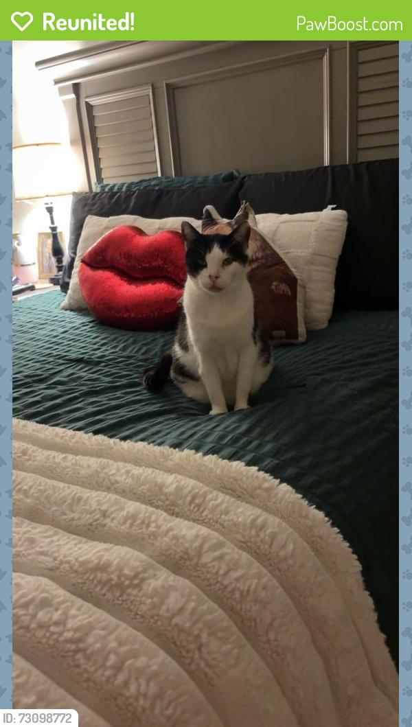 Reunited Male Cat last seen Pepperell Middle School, Lindale, GA 30147