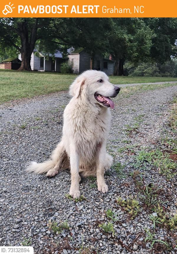 Found/Stray Male Dog last seen Intersection of Snow Camp Rd and Moores Chapel Cemetery Rd, near Bible Wesleyan Church, Graham, NC 27253