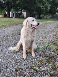 Found/Stray Male Dog last seen Intersection of Snow Camp Rd and Moores Chapel Cemetery Rd, near Bible Wesleyan Church, Graham, NC 27253