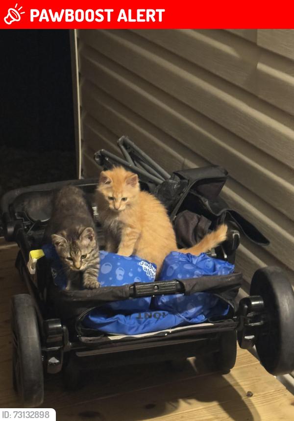 Lost Male Cat last seen We drove down64/90, to old nc 90, Dover rd, mountain ridge rd, hidden valley rd, to Gus Pennell ln in the Ellendale community, Alexander County, NC 28681