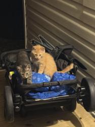 Lost Male Cat last seen We drove down64/90, to old nc 90, Dover rd, mountain ridge rd, hidden valley rd, to Gus Pennell ln in the Ellendale community, Alexander County, NC 28681