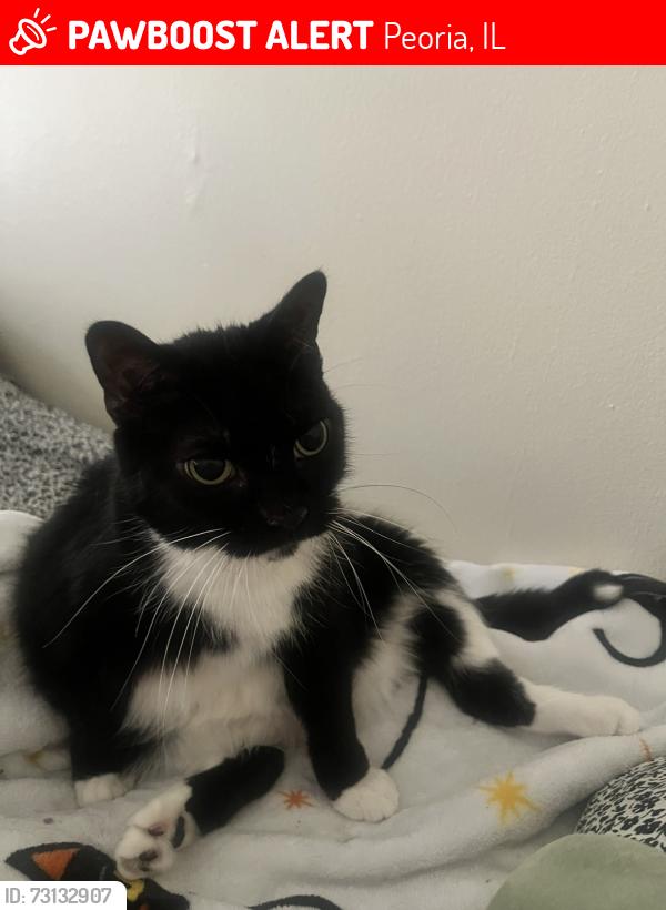 Lost Female Cat last seen Haymeadow apartments, Peoria, IL 61615