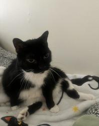 Lost Female Cat last seen Haymeadow apartments, Peoria, IL 61615