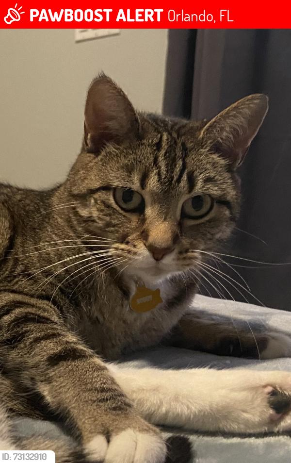 Lost Female Cat last seen Estrella, Orlando, FL 32837