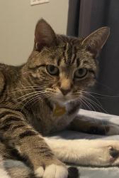 Lost Female Cat last seen Estrella, Orlando, FL 32837