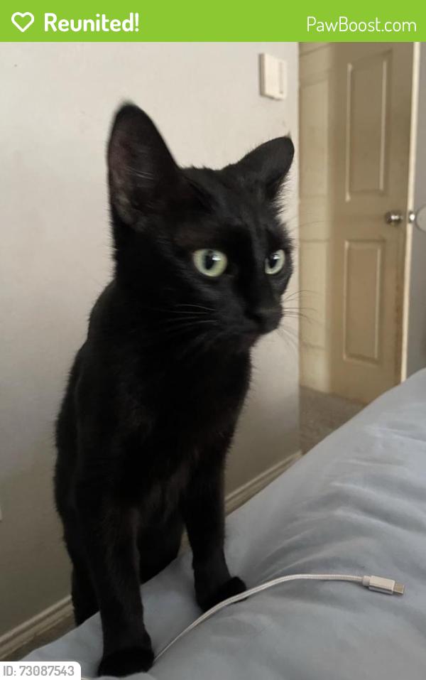 Reunited Female Cat last seen Vandalia, Arlington, TX 76017