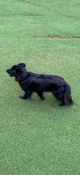 Found/Stray Unknown Dog last seen Foster place drive and Foster drive, Spartanburg County, SC 29349