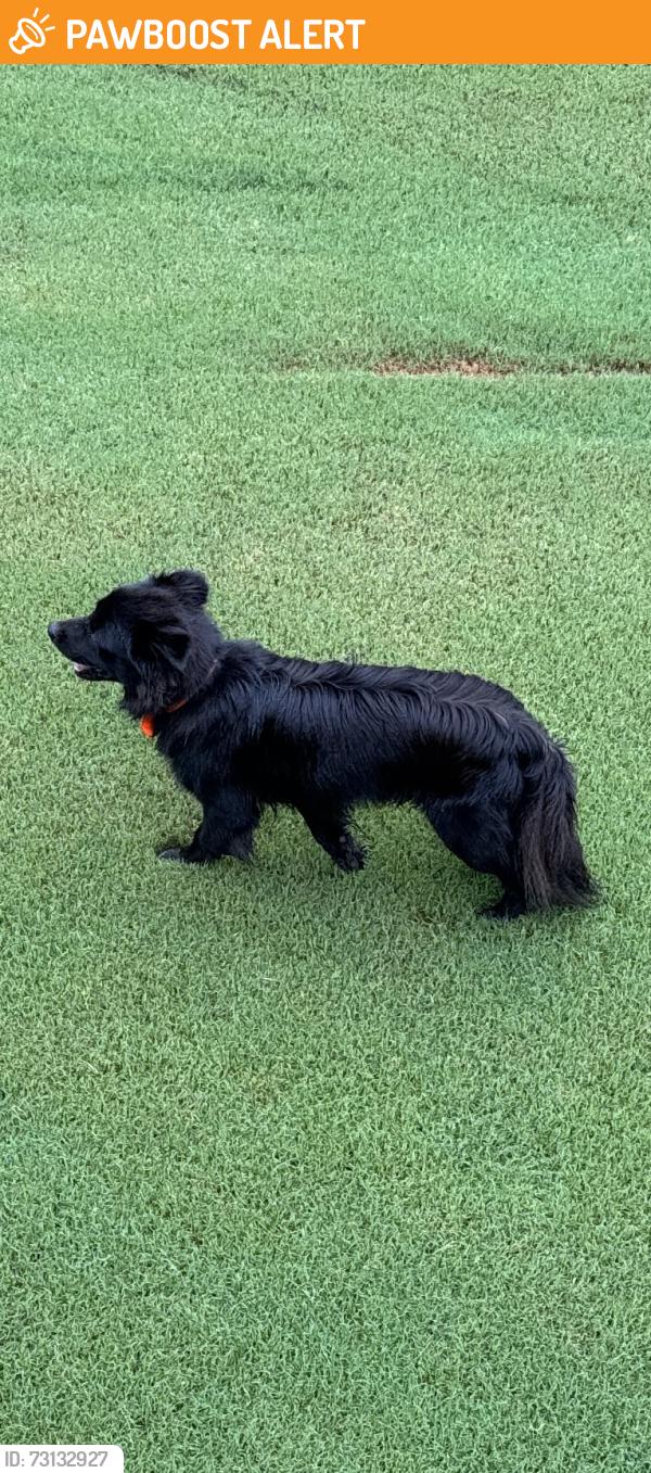Found/Stray Unknown Dog last seen Foster place drive and Foster drive, Spartanburg County, SC 29349