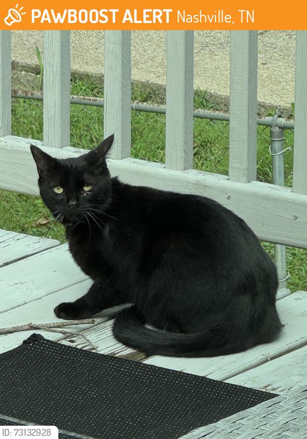 Found/Stray Unknown Cat last seen Intersection of Old Hickory BLVD and Nolensville Pike, Nashville, TN 37211