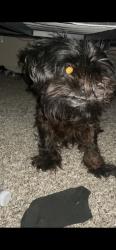 Lost Female Dog last seen Near S Arch Street Little Rock, Little Rock, AR 72206