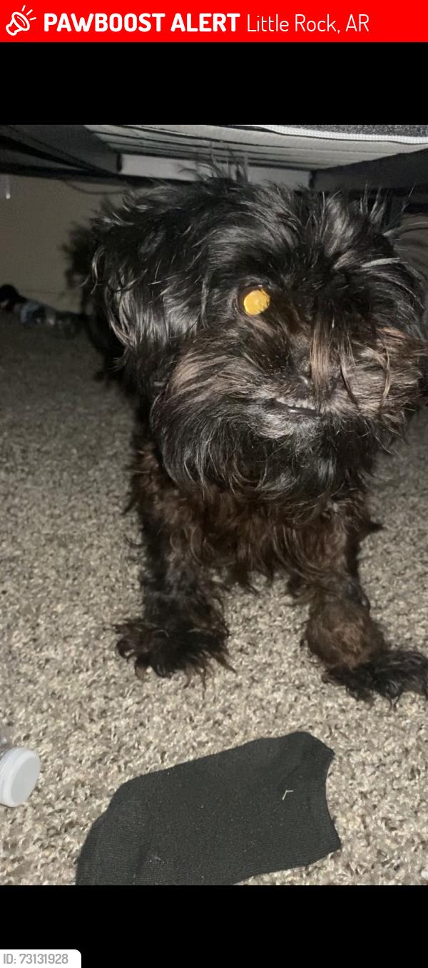 Lost Female Dog last seen Near S Arch Street Little Rock, Little Rock, AR 72206