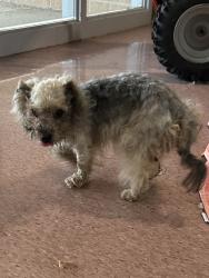 Found/Stray Male Dog last seen Wesmere parkway, Joliet, IL 60586