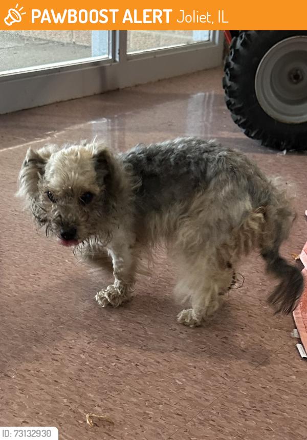 Found/Stray Male Dog last seen Wesmere parkway, Joliet, IL 60586