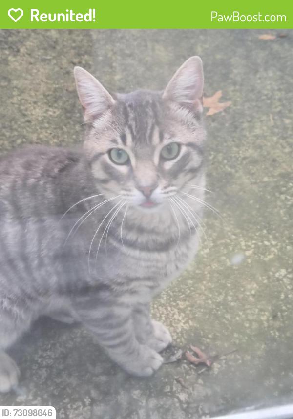 Reunited Male Cat last seen Stanton & Coats lake orion mich, Orion Township, MI 48362