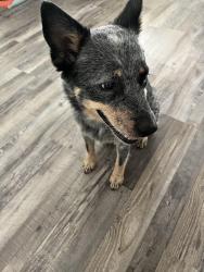 Reunited Female Dog last seen Salsa Limon on White Settlement, Fort Worth, TX 76114