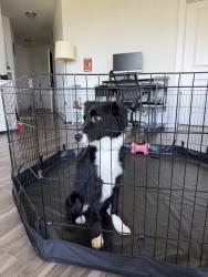 Reunited Female Dog last seen University of Cincinnati, Cincinnati, OH 45220