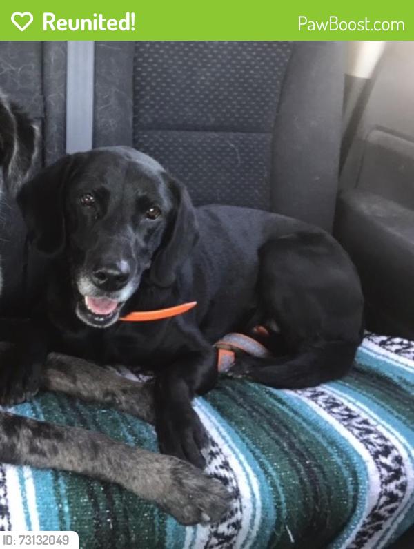 Reunited Female Dog last seen W Robindale Rd, Las Vegas Valley, NV, USA, Las Vegas Valley, NV 89139