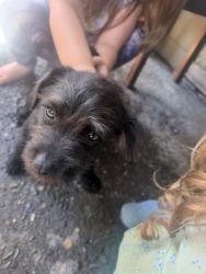 Found/Stray Male Dog last seen Driftwood, Stockton, CA 95219