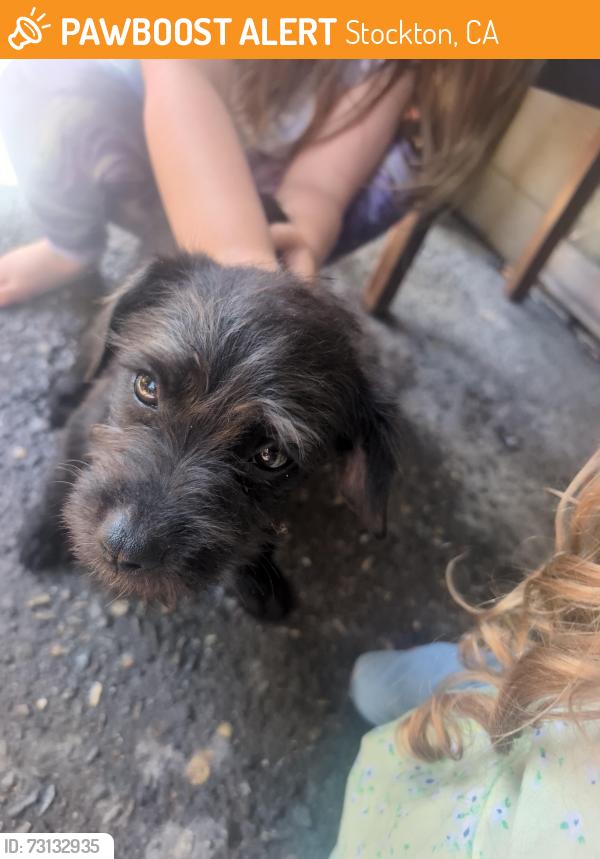 Found/Stray Male Dog last seen Driftwood, Stockton, CA 95219