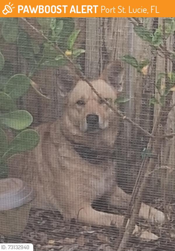 Found/Stray Unknown Dog last seen Gatlin and PSL boulevard, Port St. Lucie, FL 34986