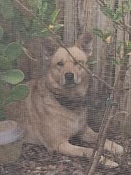 Found/Stray Unknown Dog last seen Gatlin and PSL boulevard, Port St. Lucie, FL 34986