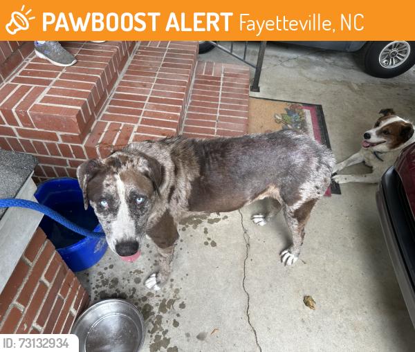 Found/Stray Unknown Dog last seen Gainey Road Grays Creek NC, Fayetteville, NC 28306