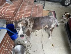 Found/Stray Unknown Dog last seen Gainey Road Grays Creek NC, Fayetteville, NC 28306