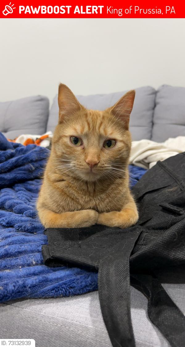 Lost Male Cat last seen Country Ln, King of Prussia, PA 19406