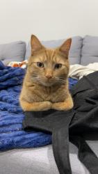 Lost Male Cat last seen Country Ln, King of Prussia, PA 19406
