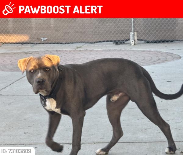Lost Male Dog last seen Ortega Highway and Nichols Institute, San Juan Capistrano, CA 92675