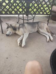 Found/Stray Male Dog last seen At the end of bosley, Spring Hill, FL 34610