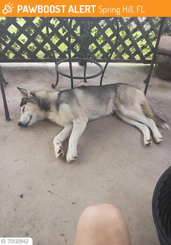 Found/Stray Male Dog last seen At the end of bosley, Spring Hill, FL 34610