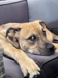 Lost Male Dog last seen Near Frontage Rd., Valley View, TX 76272