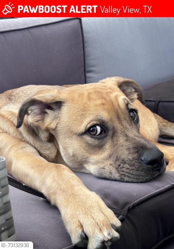 Lost Male Dog last seen Near Frontage Rd., Valley View, TX 76272