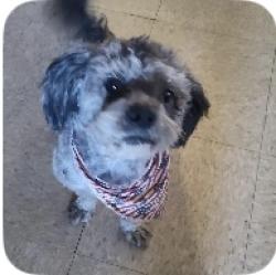 Reunited Male Dog last seen Inyo and bardsley, Tulare, CA 93274