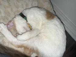 Reunited Male Cat last seen Near the village library, The Village, OK 73120