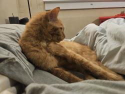 Lost Male Cat last seen Myrtle Hill, Rome, GA 30161