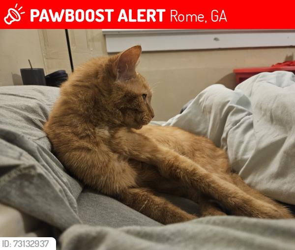 Lost Male Cat last seen Myrtle Hill, Rome, GA 30161